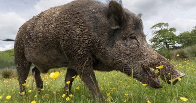 Torna a Graffignano la Sagra del Cinghiale Torna a Graffignano la Sagra del Cinghiale